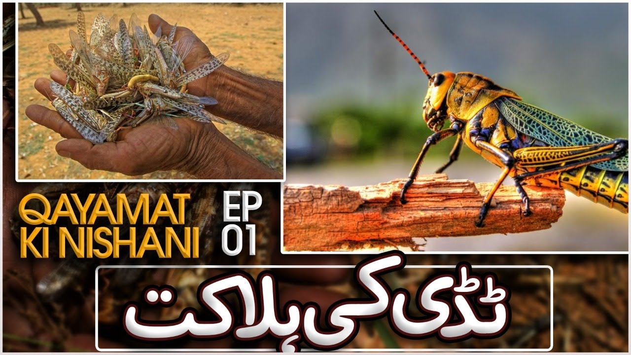 Qayamat Ki Nishaniyan Web Series | Tiddion Ki Halakat Qayamat Ki Nishani? | End of Times